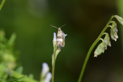 Dichrorampha sequana