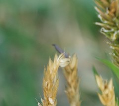 Claviceps