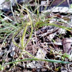 Drosera finlaysoniana