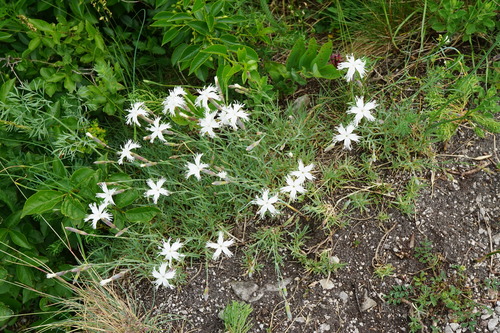 Dianthus praecox