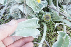 Balsamorhiza sagittata