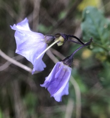 Solanum umbelliferum
