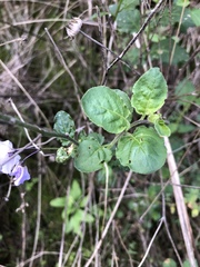 Solanum umbelliferum