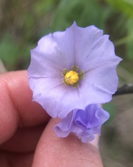 Solanum umbelliferum