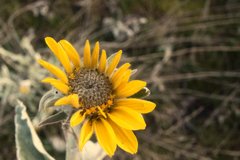Balsamorhiza sagittata