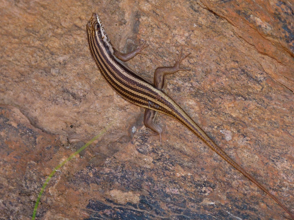 Western Rock Skink