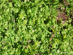 Ornithopus perpusillus