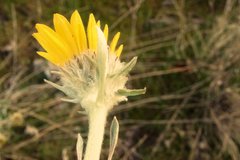 Balsamorhiza sagittata
