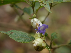 Strobilanthes heyneana
