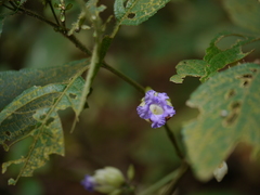 Strobilanthes heyneana