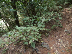 Strobilanthes heyneana