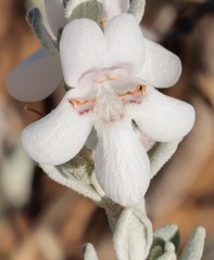 Pityrodia hemigenioides