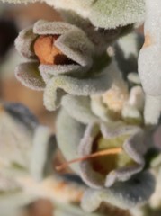 Pityrodia hemigenioides