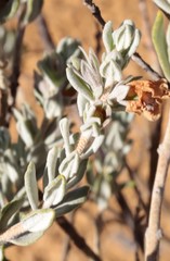 Pityrodia hemigenioides