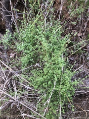 Galium porrigens