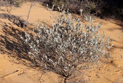 Pityrodia hemigenioides