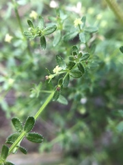 Galium porrigens