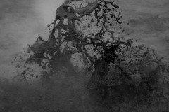Archaea