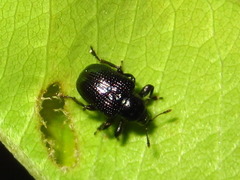 Euops lespedezae koreanus