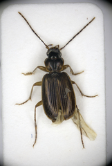 Badister dilatatus
