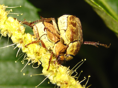 Ectinohoplia rufipes