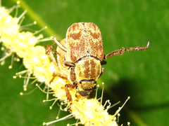 Ectinohoplia rufipes