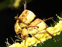 Ectinohoplia rufipes