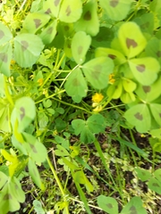 Medicago arabica