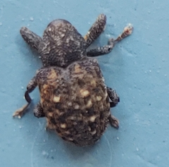 Apteromechus ferratus