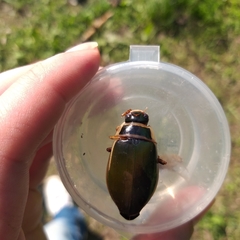 Dytiscus marginalis