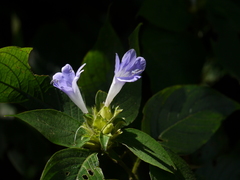 Barleria terminalis