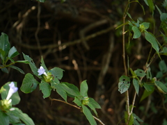 Barleria terminalis