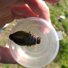 Dytiscus marginalis