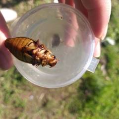 Dytiscus marginalis