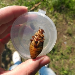 Dytiscus marginalis
