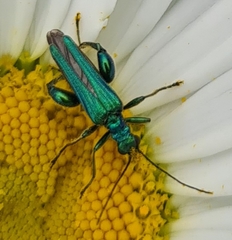 Oedemera nobilis