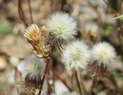 Cynaeda dentalis