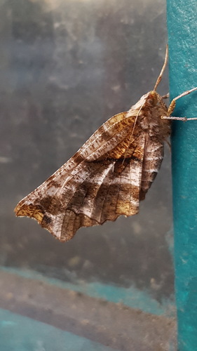 Brown-tipped Thorn photo 5