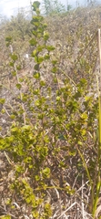 Betula michauxii