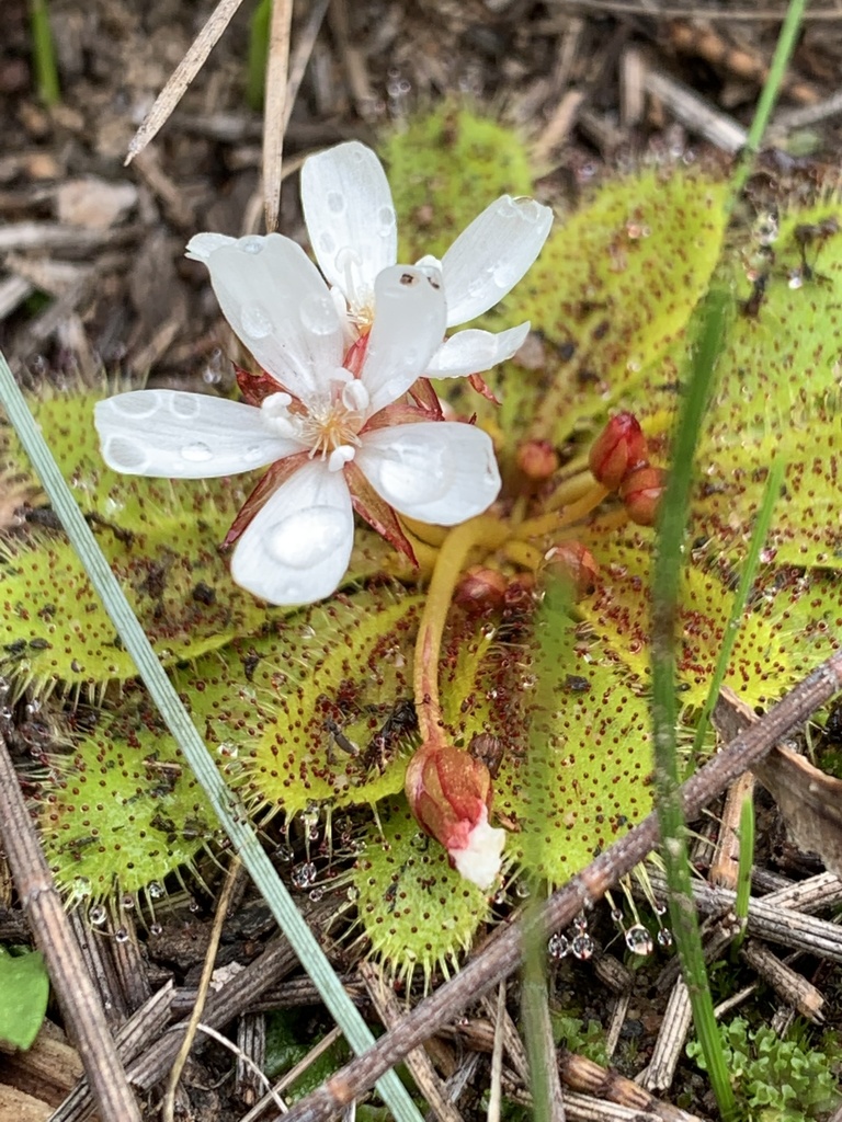 red-leaved sundew