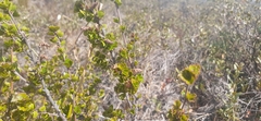 Betula michauxii