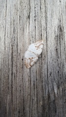 Lomographa glomeraria