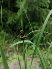 Volucella