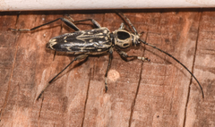 Sarosesthes fulminans