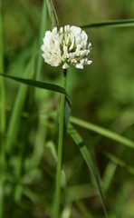 Trifolium repens repens