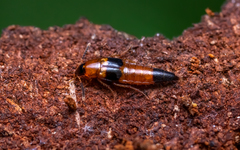 Lordithon pulchellus