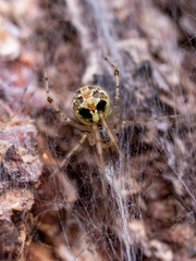 Theridion varians