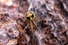 Theridion varians