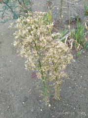 Erigeron canadensis