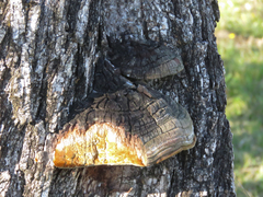 Phellinotus neoaridus